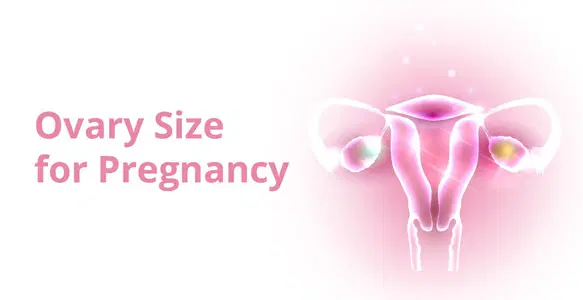 Is Ovary Size Important to Get Pregnant