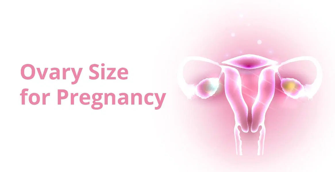 Is Ovary Size Important to Get Pregnant
