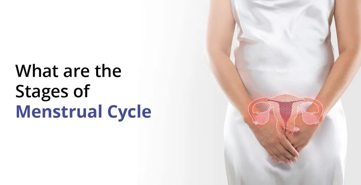 What are the Stages of the Menstrual Cycle?